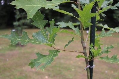Quercus shumardii - dub shumardii - listy